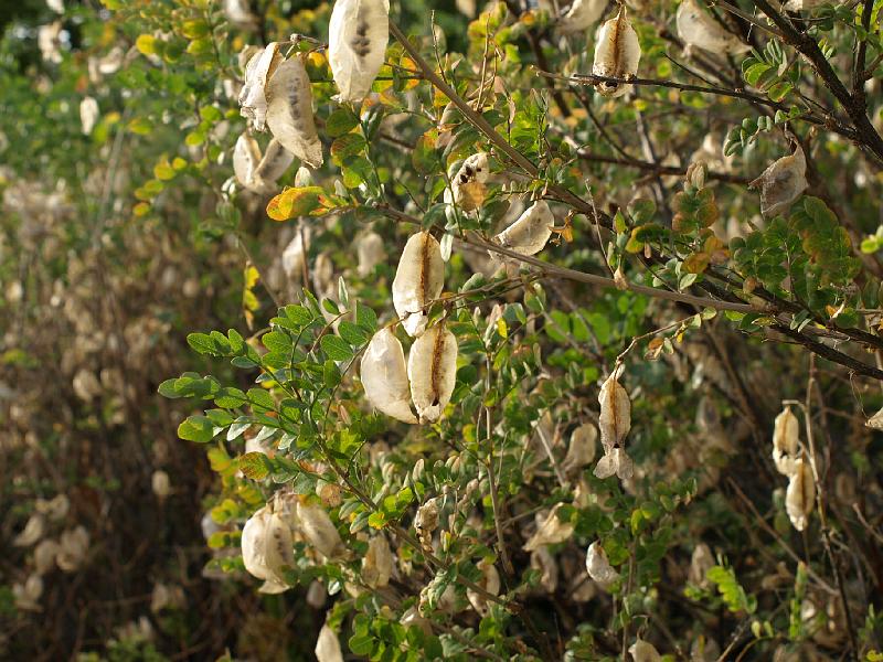 Copy of P9114413.JPG